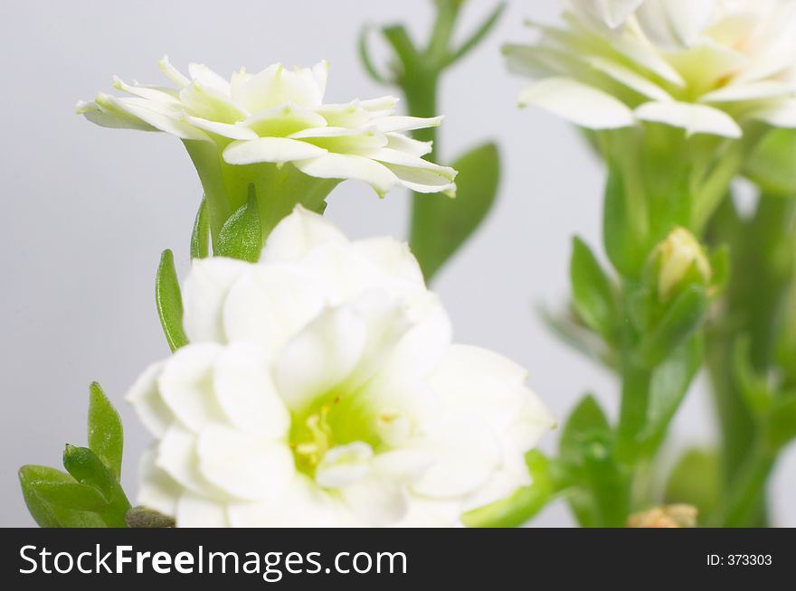 White double-flowering kalanchoe - macro
