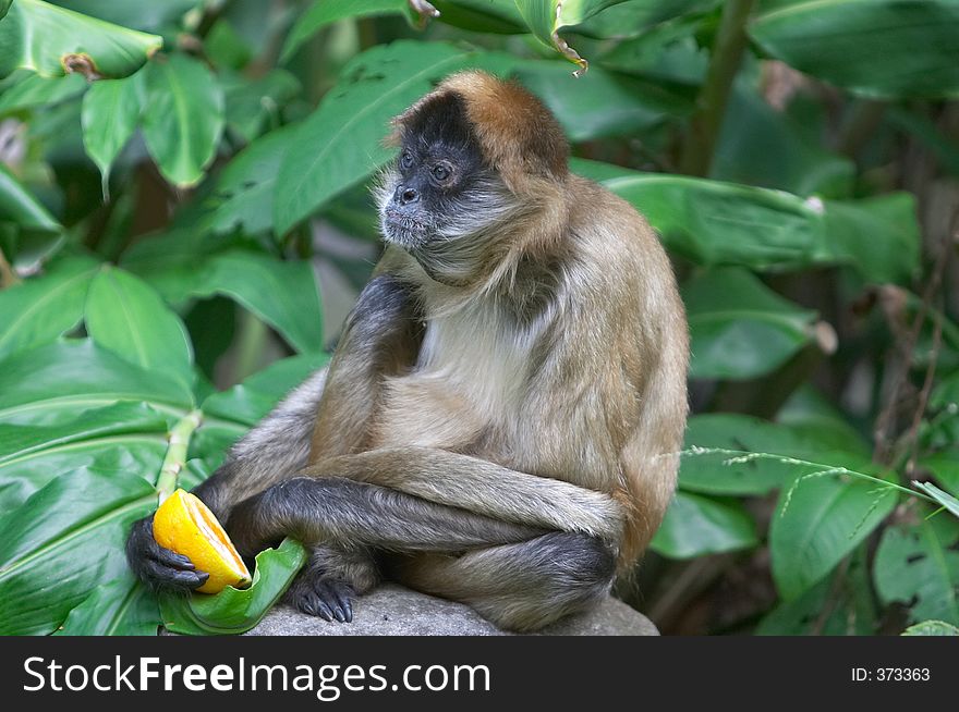 Monkey at Sydney Zoo contemplating an orange. Monkey at Sydney Zoo contemplating an orange