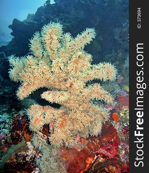 Soft Coral