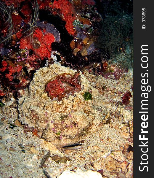 Giant mantis shrimp hiding in a hole