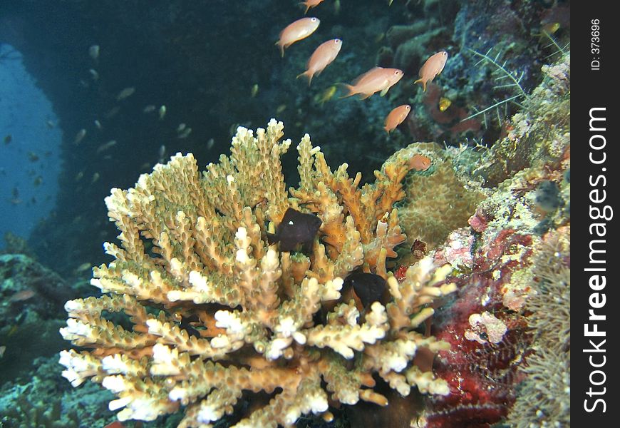 Portrait shot of a hard coral and some marine fishes. Portrait shot of a hard coral and some marine fishes