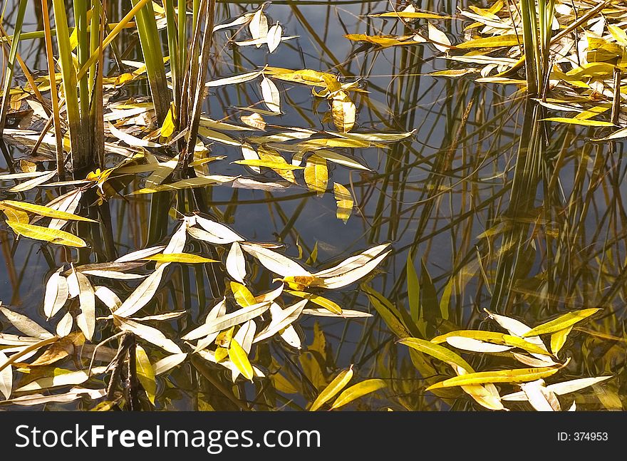 Leaves floating on Water. Leaves floating on Water