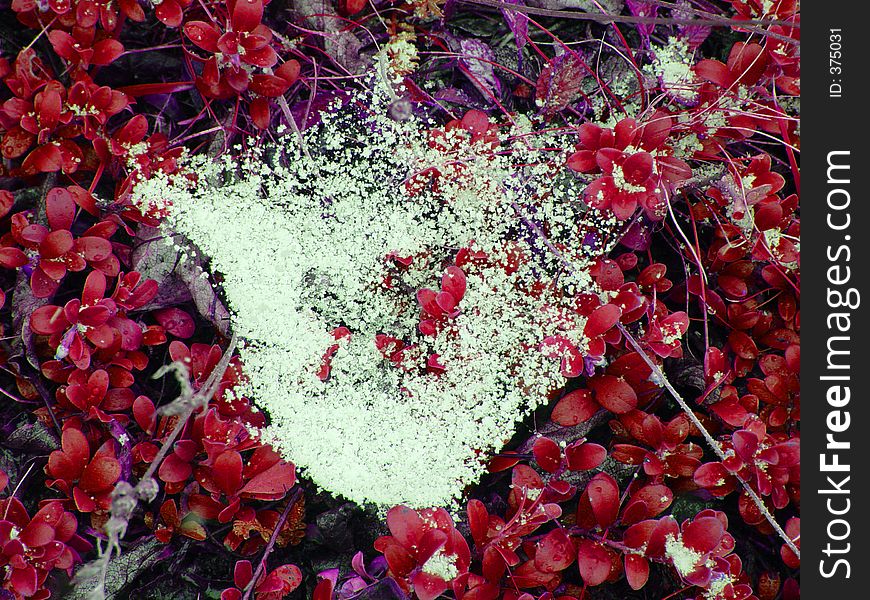 Snow and ice particles decorate the silken strands of a spider's web suspended among crimson leaves. Snow and ice particles decorate the silken strands of a spider's web suspended among crimson leaves