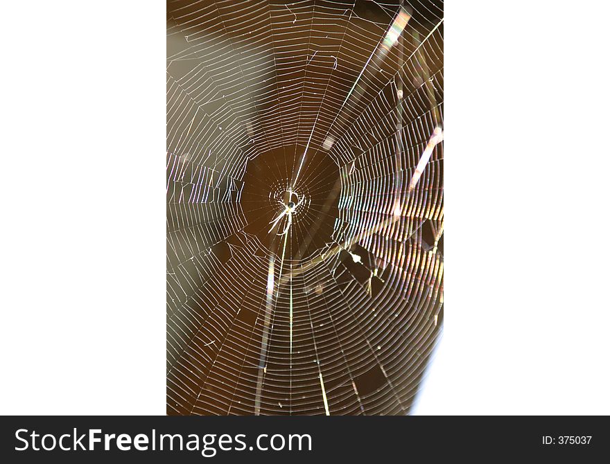 Backlight spider web. Backlight spider web
