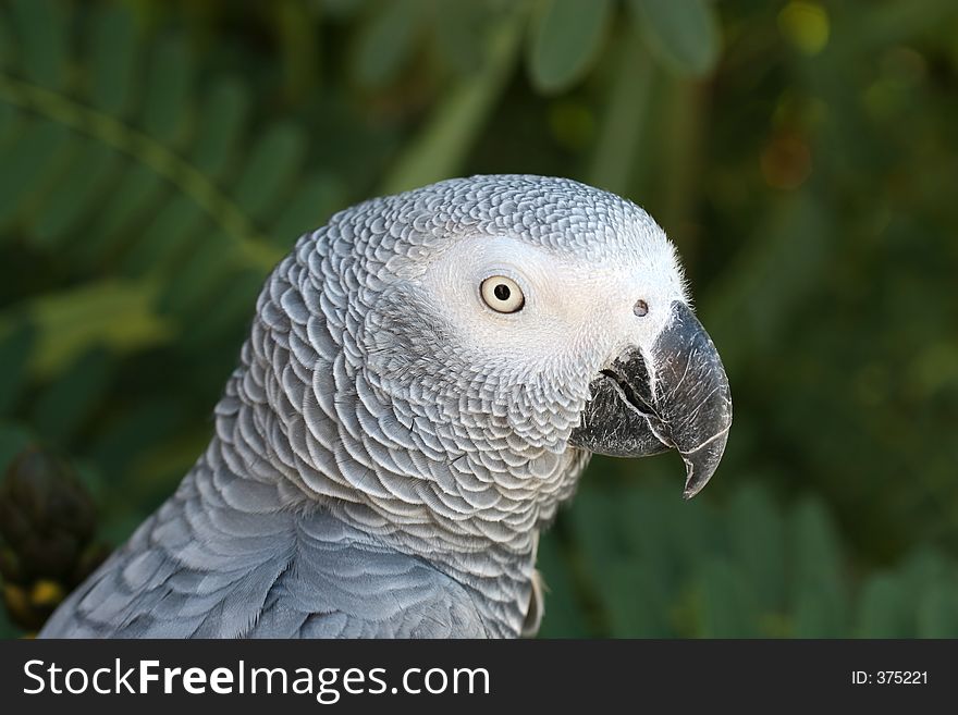 Profile headshot of african gray parrot. Profile headshot of african gray parrot