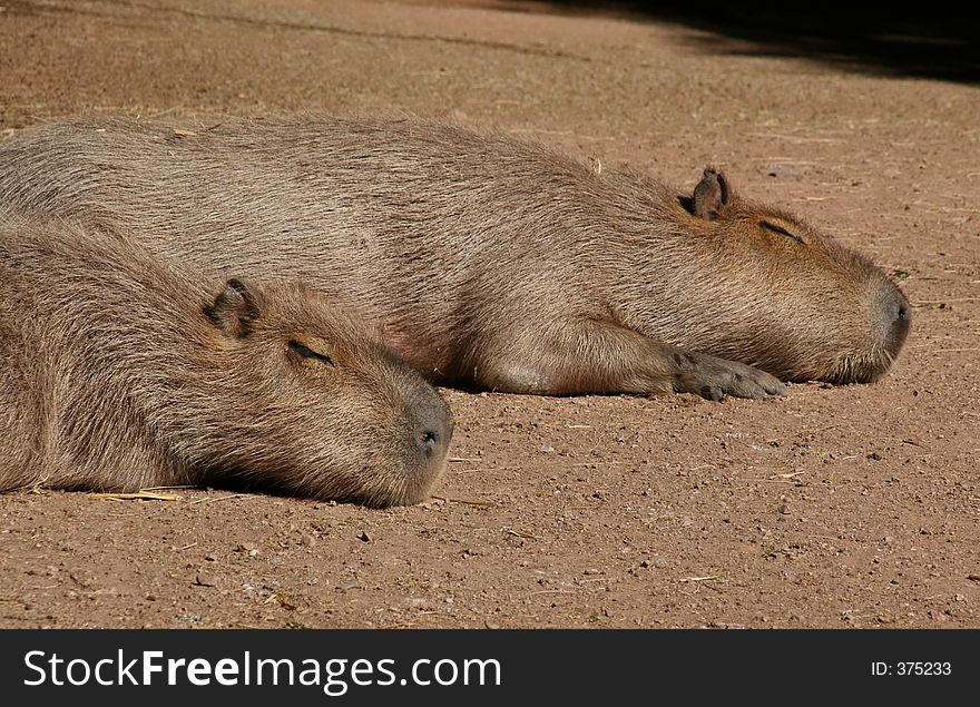 Two Capibarras sleeping in the sun
