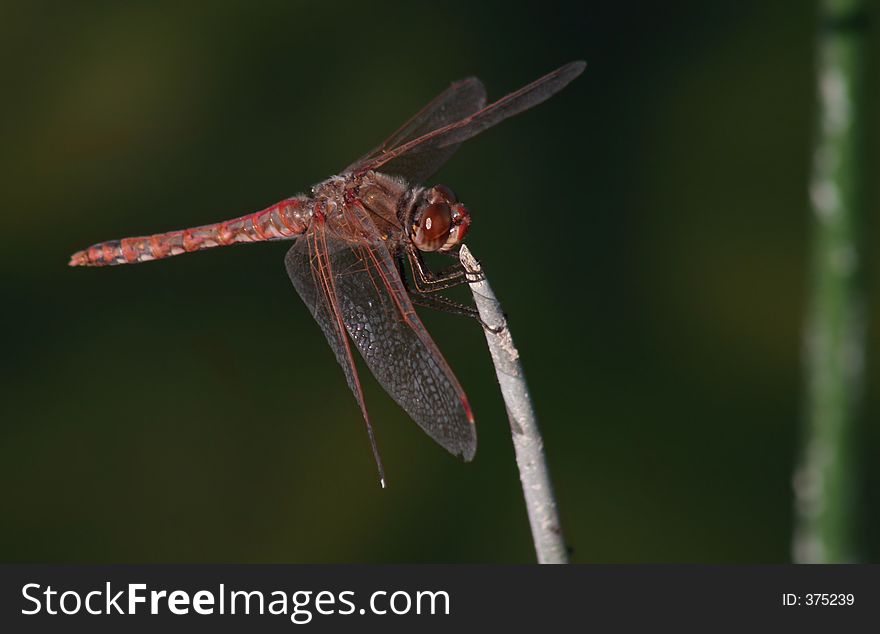 Red dragonfly perched on the tip of a reed