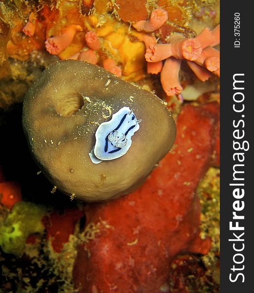 This nudibranch feeds on sponge coral. This nudibranch feeds on sponge coral