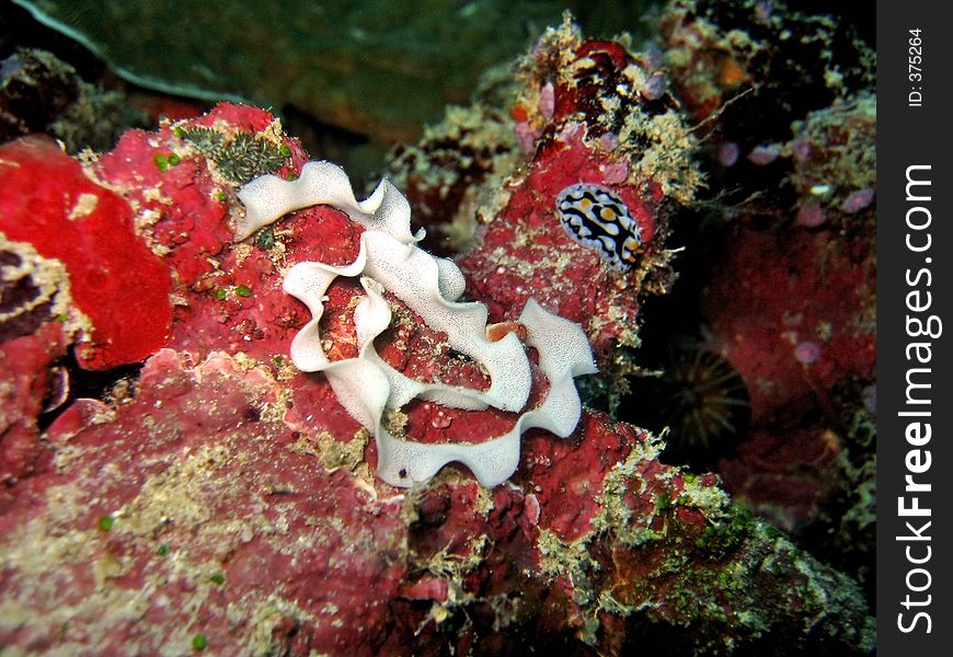 A ribbon of eggs, possibly of a nudibranch. A ribbon of eggs, possibly of a nudibranch