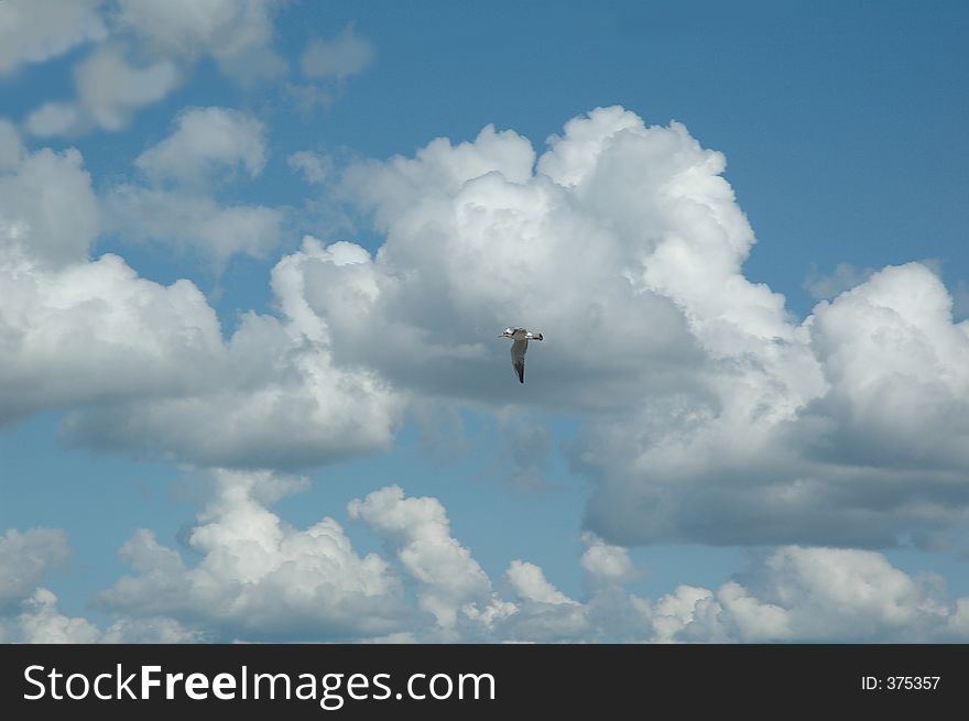 The Sea gull in clouds.