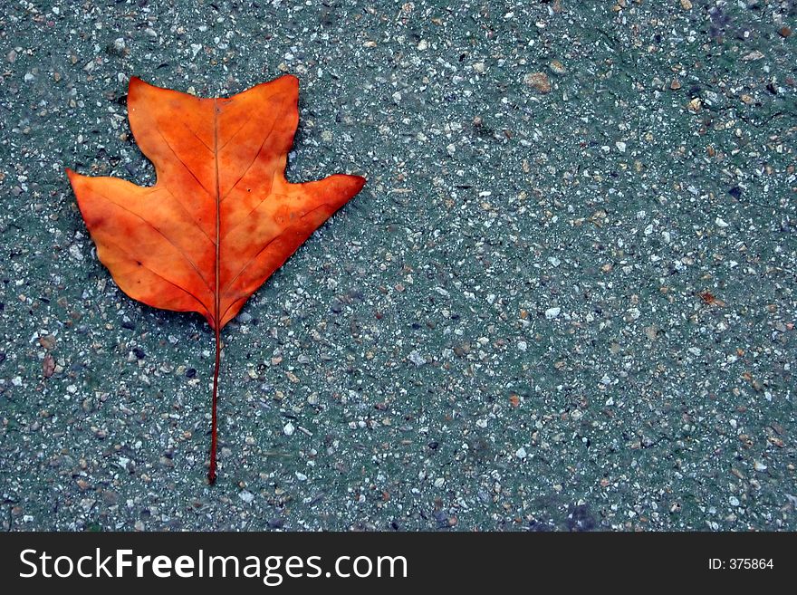 Orange leaf on concrete background - copy space