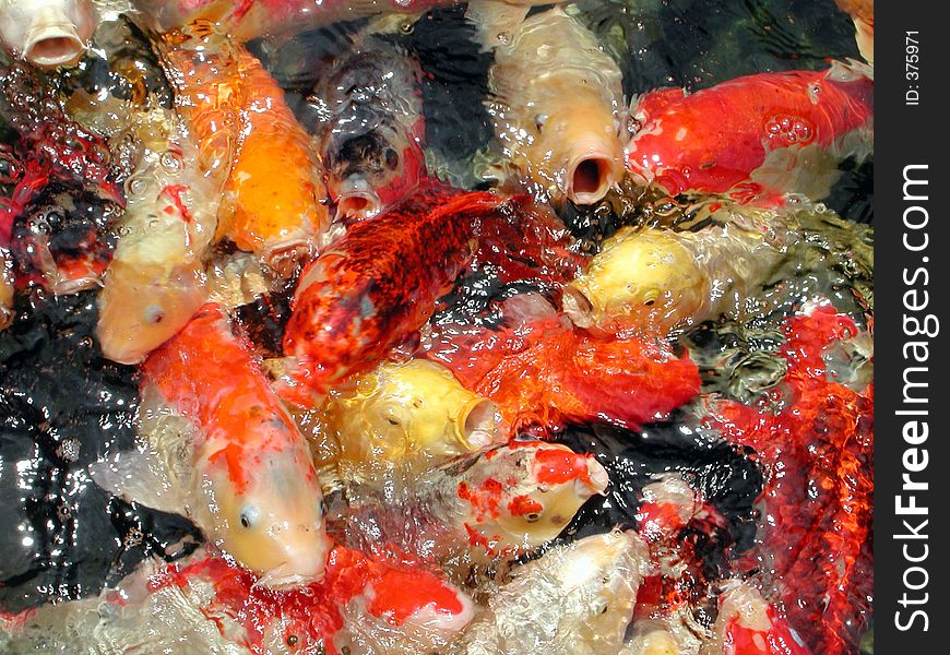A scud of goldfish beeing fed in a pond. A scud of goldfish beeing fed in a pond.