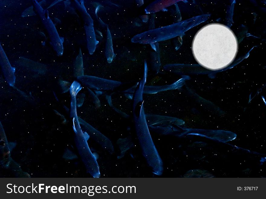 Rainbow trout'swimming' in the night sky with a full moon. Rainbow trout'swimming' in the night sky with a full moon.