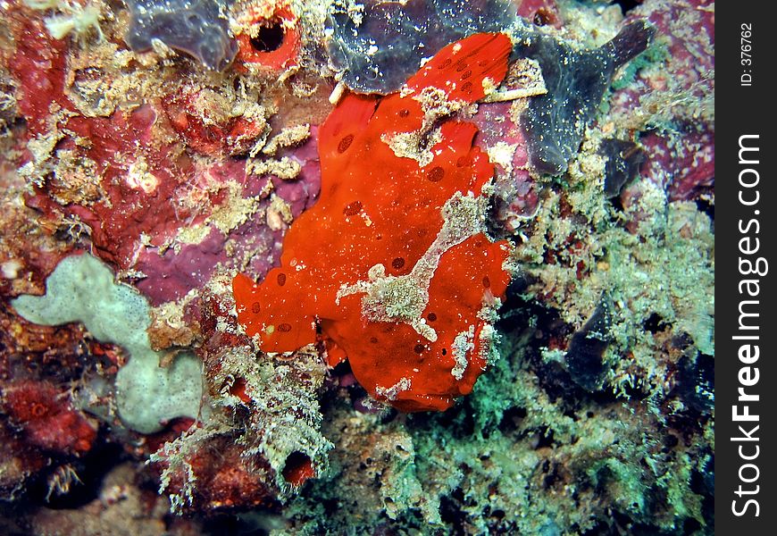 Red Frogfish