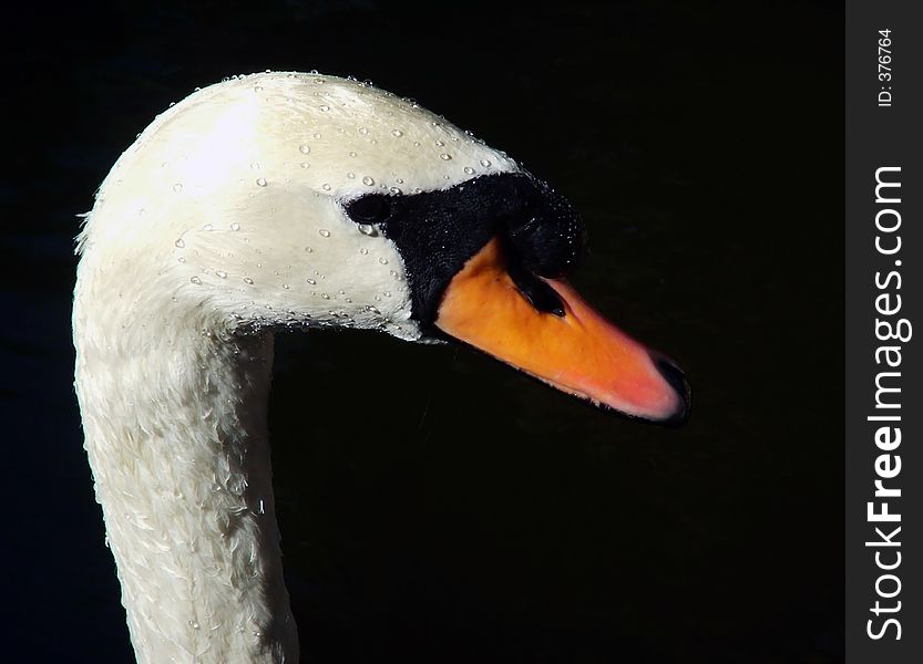 Mute swan profile swan taken at Bok Tower and Gardens in Lake Wales, FL. Mute swan profile swan taken at Bok Tower and Gardens in Lake Wales, FL.