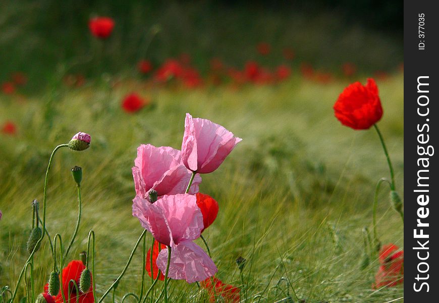 Pink poppies amongst red ones