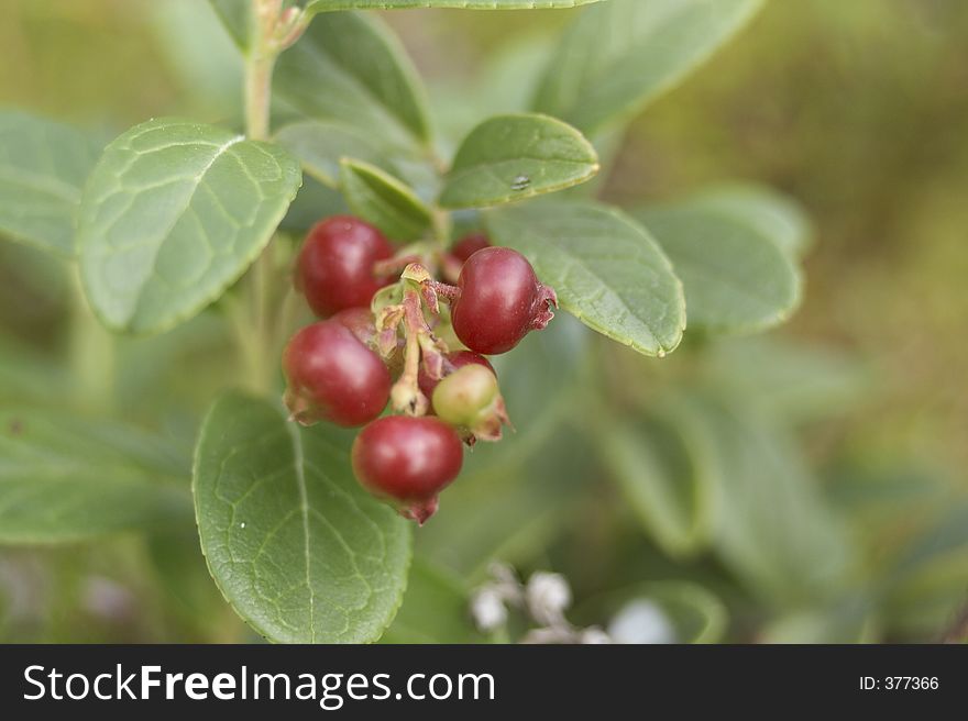 Close-up of red berries. Close-up of red berries