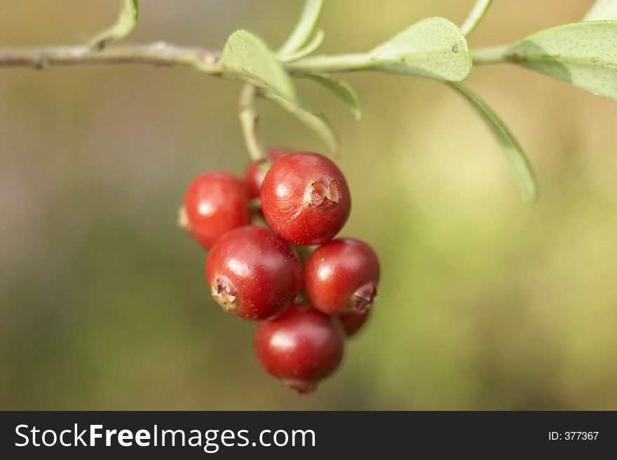 Close-up of red berries. Close-up of red berries