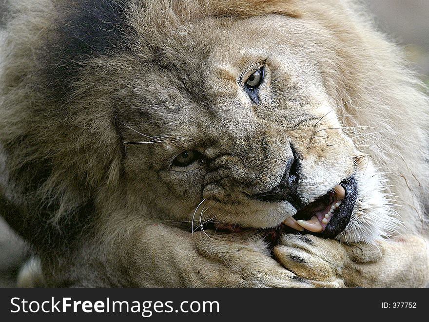 Lion Feeding