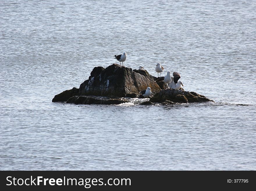 Gulls on rock off coast of Uruguay. Gulls on rock off coast of Uruguay