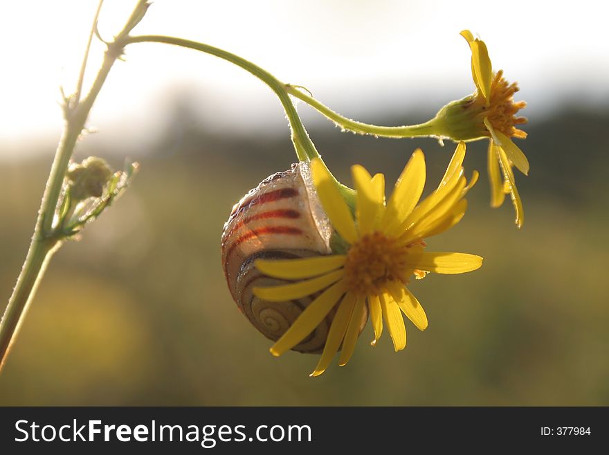 Striped snail on the yellow blossom. Striped snail on the yellow blossom