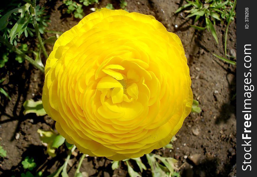 A beautiful yellow Ranunculus flower