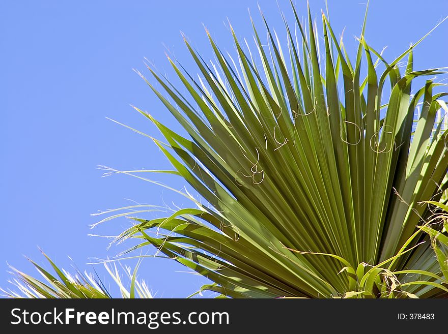 Fan of a Florida Palm tree against clear blue sky. Fan of a Florida Palm tree against clear blue sky