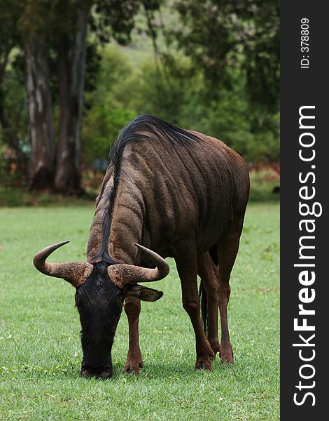 Wild Blue wildebees grazing in field