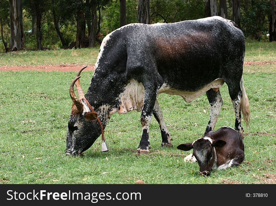 Cow grazing in the field next to calf