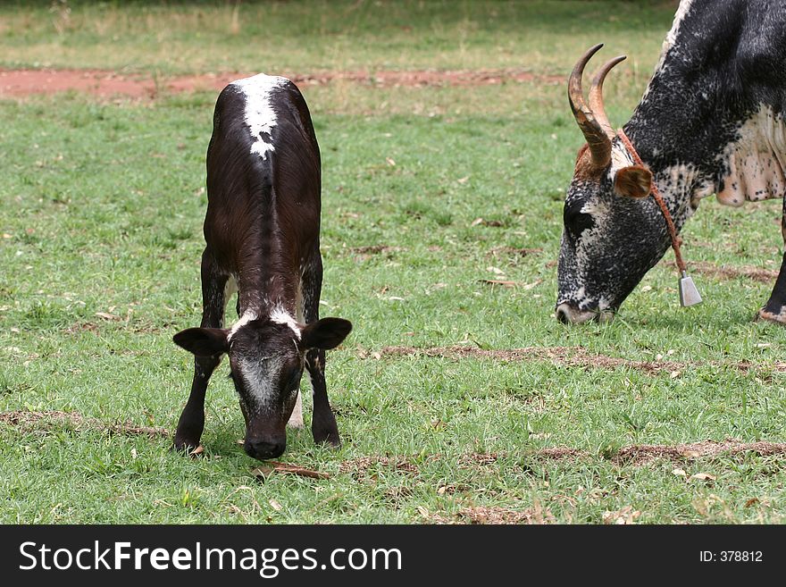 Cow grazing in the field next to calf