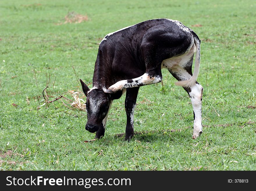 Calf grazing in the field. Calf grazing in the field