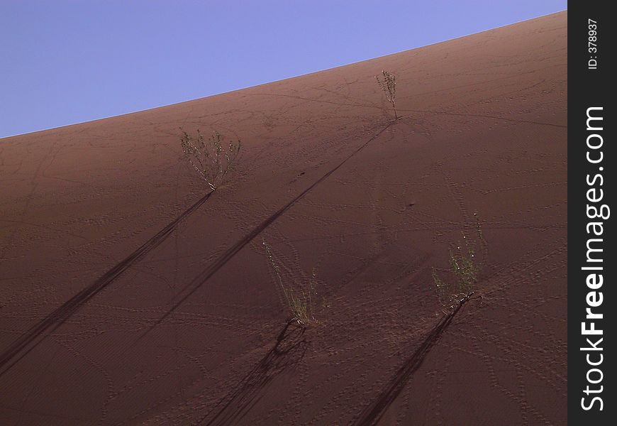 Footstep and plant in the dunes (Namibia). Footstep and plant in the dunes (Namibia)