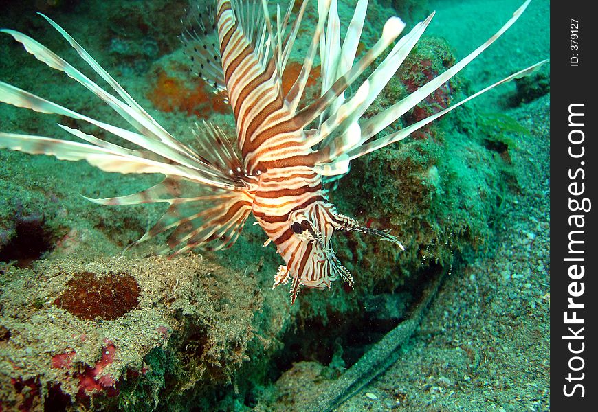 Another beautiful shot of a praying Lion fish... They Hang just off the bottom waiting lifeless for a meal to pass by.. then like lightning it strikes.