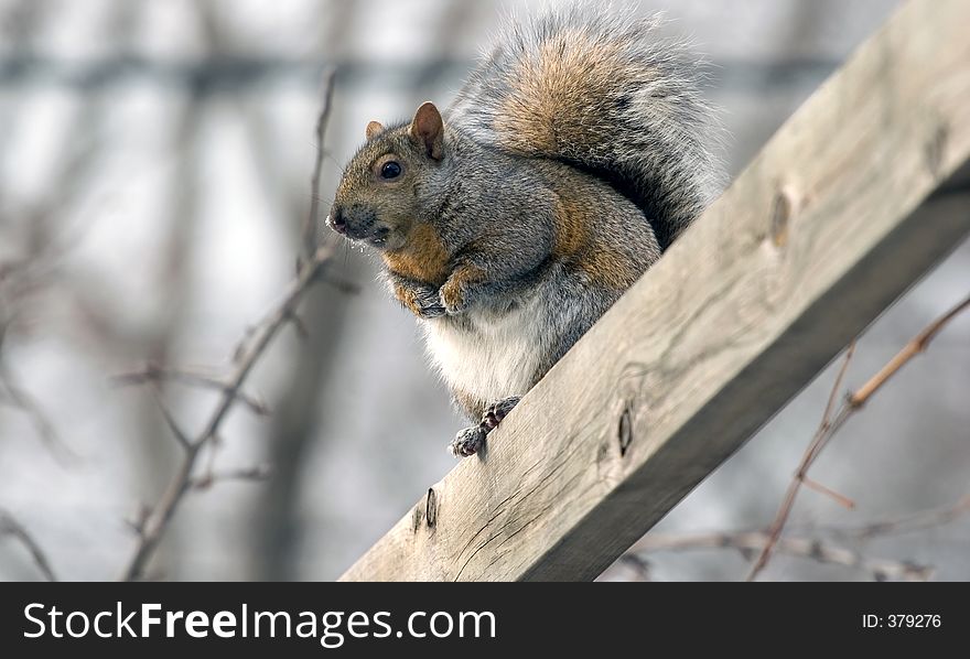 A squirrel getting ready to raid a bird feeder. A squirrel getting ready to raid a bird feeder