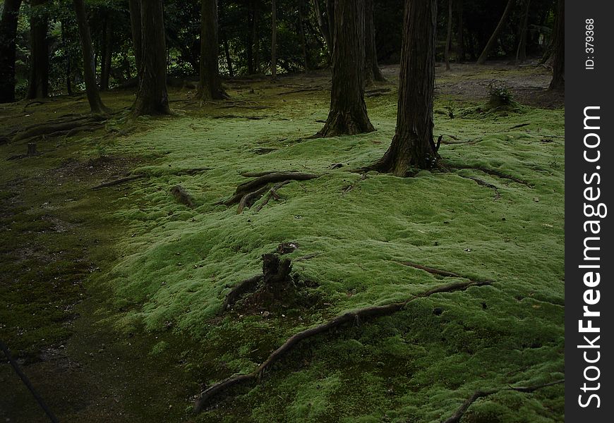 Miyazaki S Forest