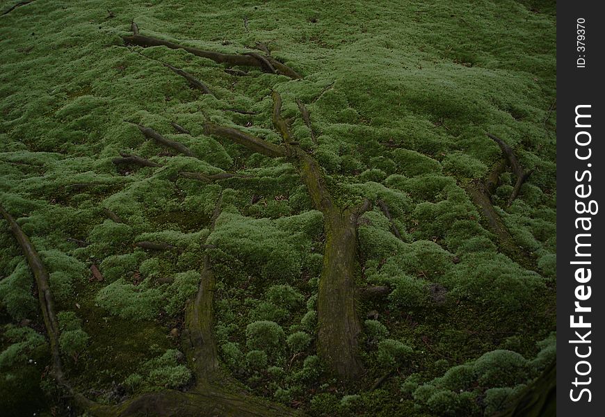 Roots over the ground