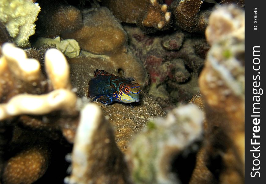 Cute little mandarin fish, shy and hiding in between the corals