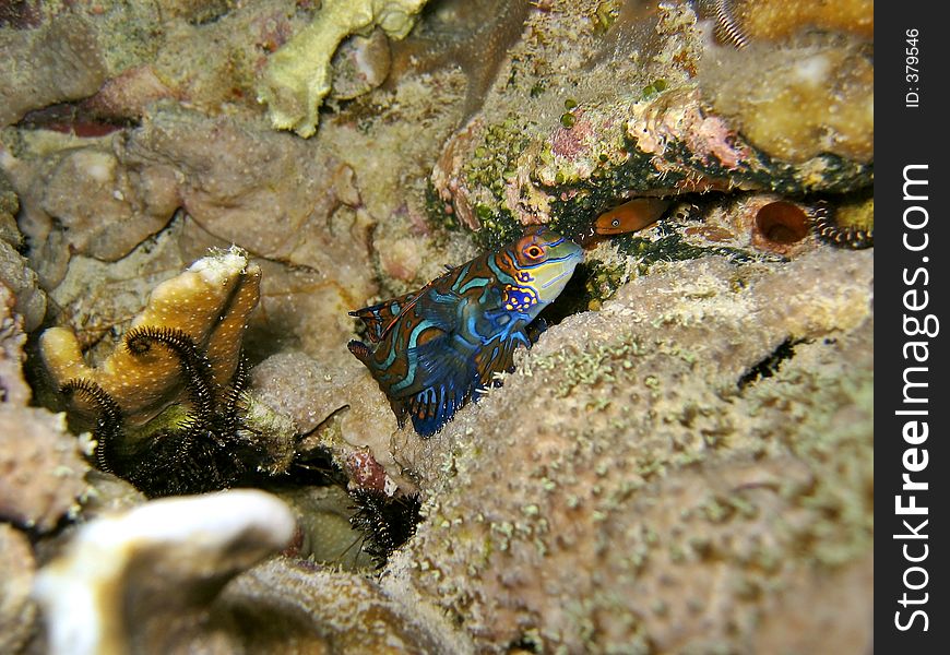 A mandarin fish meeting a little eel. A mandarin fish meeting a little eel.