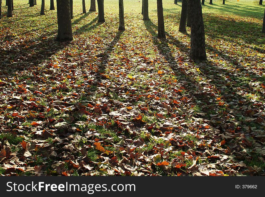 Shadows of autumn trees. Shadows of autumn trees