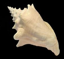Conch Seashell 1 Royalty Free Stock Photography
