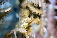 Pygmy Seahorse Royalty Free Stock Images
