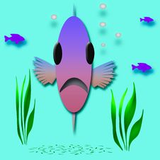 Fish Face Royalty Free Stock Photography Fish Face Royalty Free Stock Photography