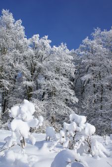 Sunny Day Of Winter Stock Images Sunny Day Of Winter Stock Images