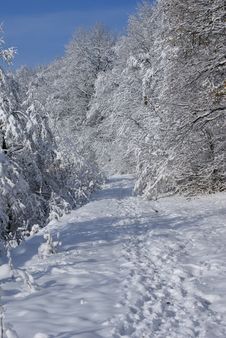 Sunny Day Of Winter Stock Images Sunny Day Of Winter Stock Images