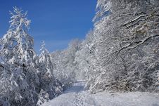 Sunny Day Of Winter Royalty Free Stock Photography Sunny Day Of Winter Royalty Free Stock Photography
