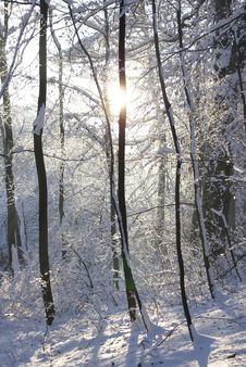 Snow-covered Forest Stock Photos Snow-covered Forest Stock Photos