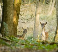 Fallow Deer Royalty Free Stock Image Fallow Deer Royalty Free Stock Image