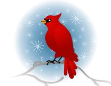 Red Cardinal Sitting On Branch In Winter Royalty Free Stock Photos