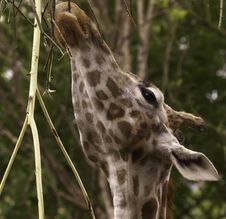 Feeding Giraffe Stock Photos