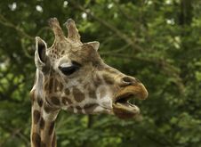 Feeding Giraffe Stock Image